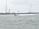 2007 Leukemia Cup Run 035 (Large).jpg